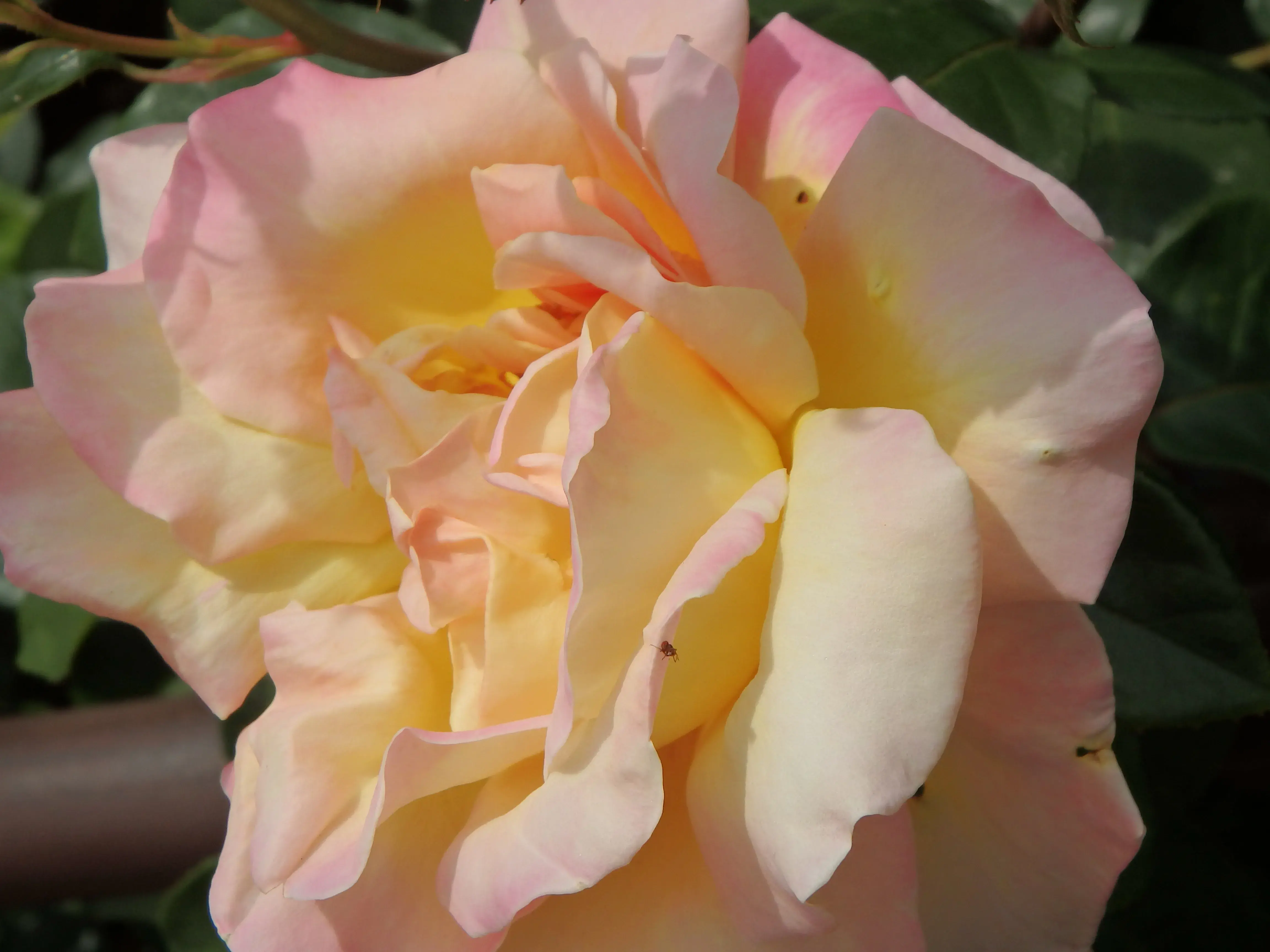 květ růže, bílo-růžovo-žlutý květ, detail